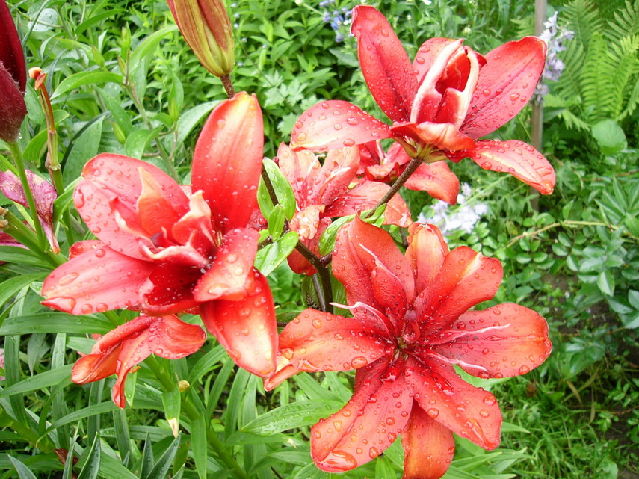 ����� ���� viola2