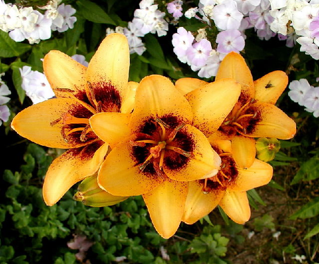 ����� ���� Melissa officinalis