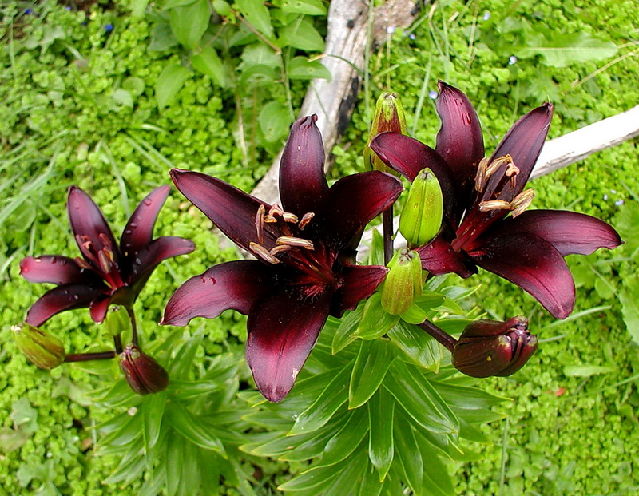 ����� ���� Melissa officinalis