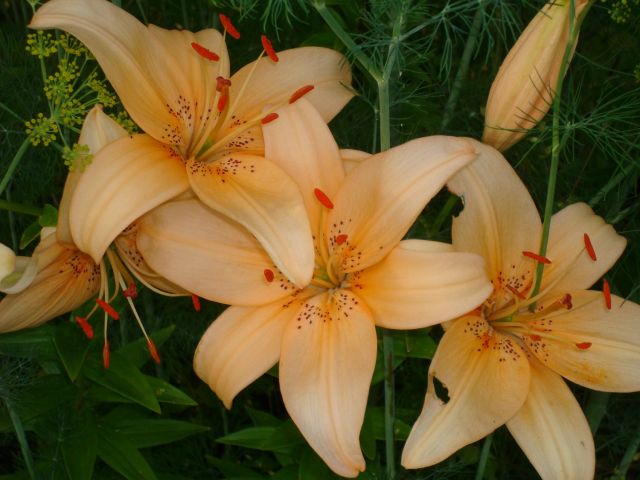 ����� ���� Pirina