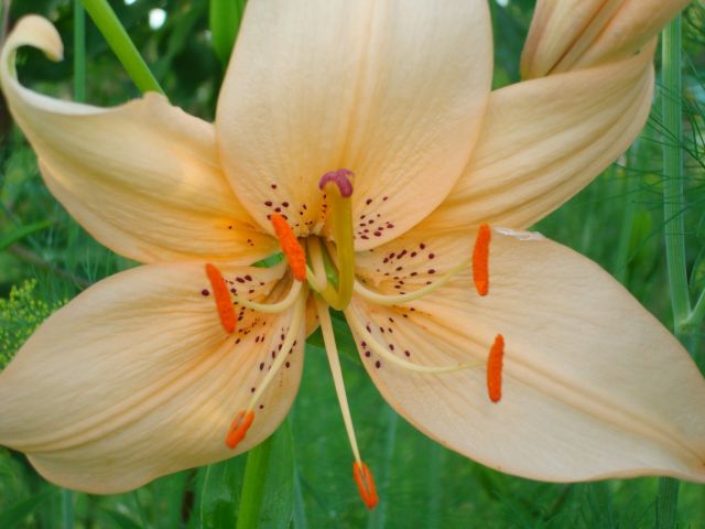 ����� ���� Pirina