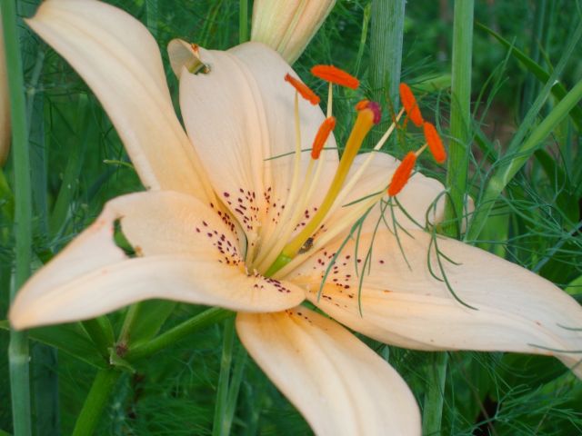 ����� ���� Pirina