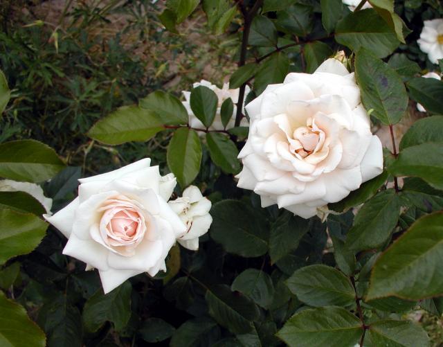����� ���� Melissa officinalis