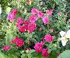 ����� ���� Melissa officinalis