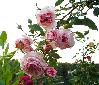 ����� ���� Melissa officinalis