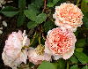 ����� ���� Melissa officinalis