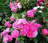 ����� ���� Melissa officinalis