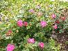 ����� ���� Melissa officinalis