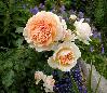 ����� ���� Melissa officinalis