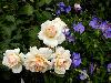 ����� ���� Melissa officinalis